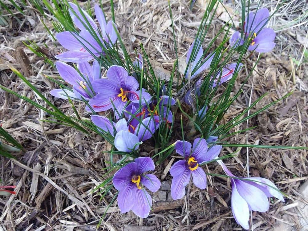 Saffron Saffron