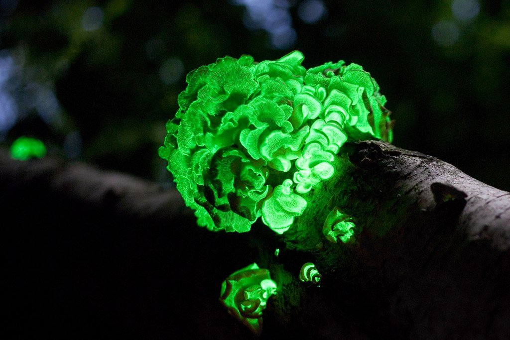 foxfire fungus foxfire fungus