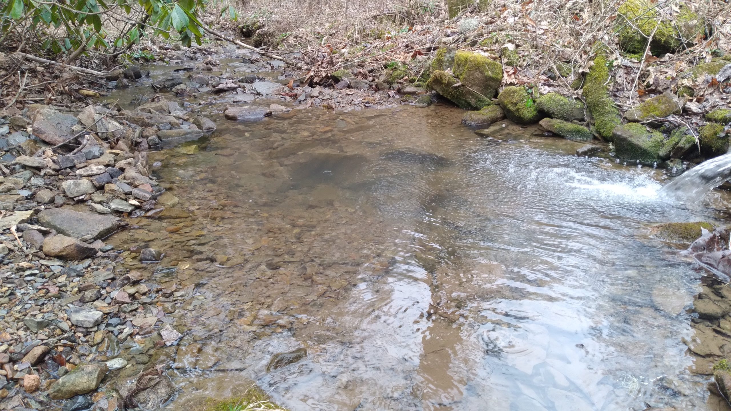 A Natural Aquaponic Ecosystem A Natural Aquaponic Ecosystem