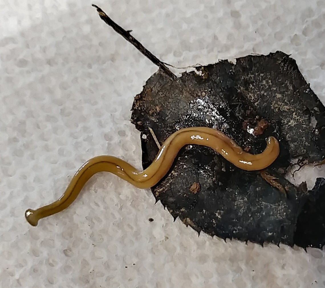 Hammerhead Worms Hammerhead Worms