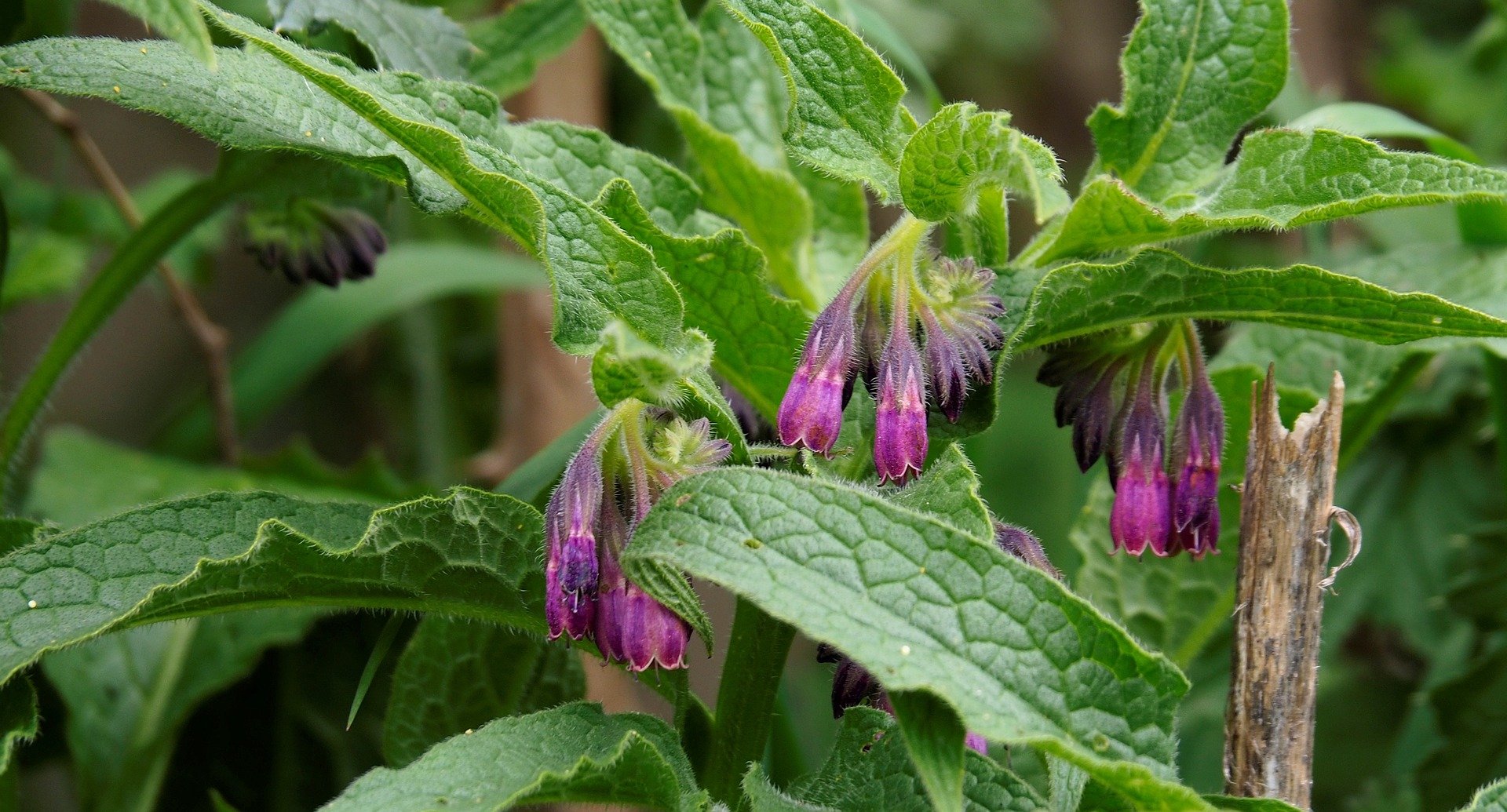 comfrey comfrey