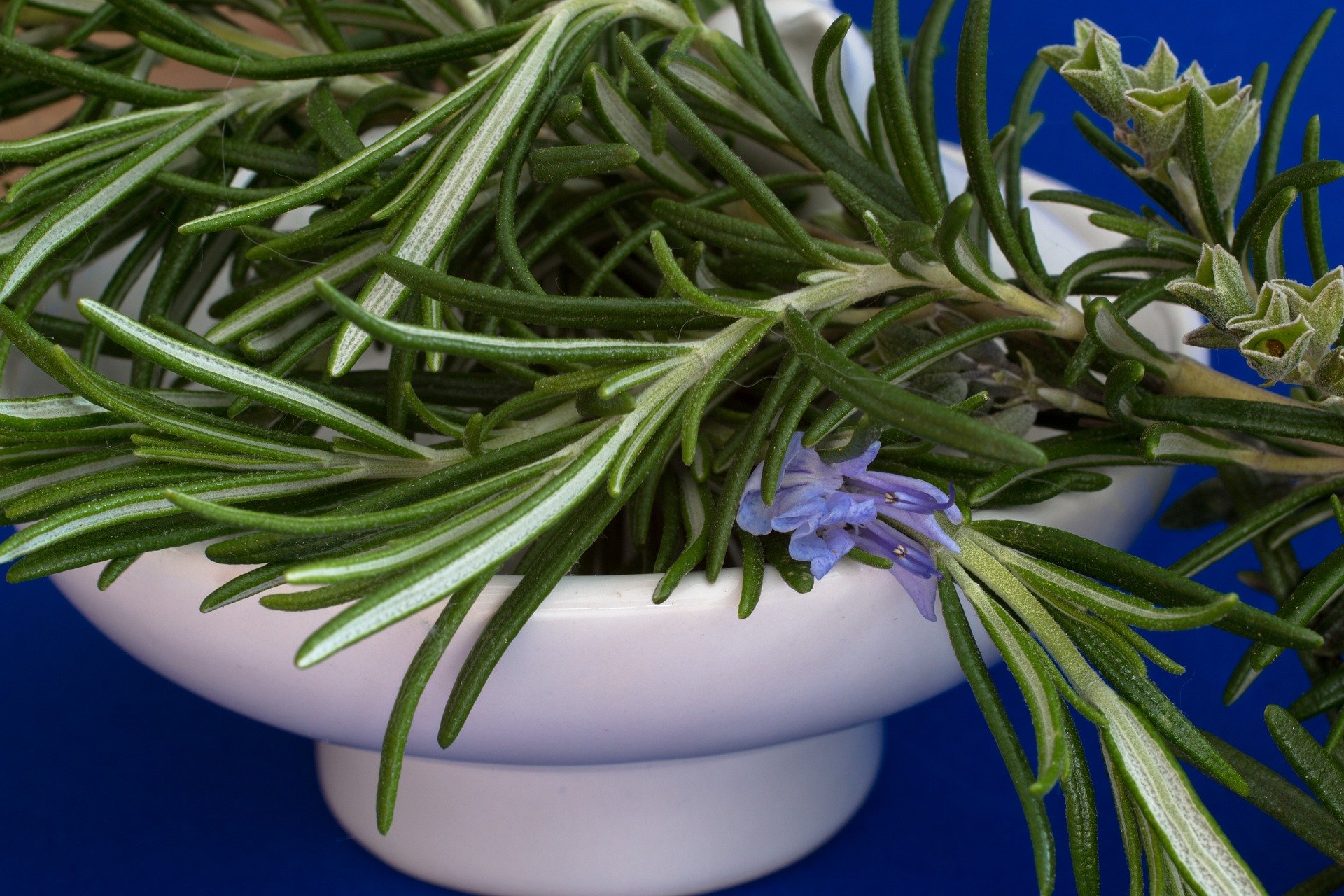 Rosemary 2 Rosemary 2