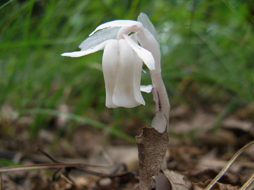indian-pipe-monotropaceae-spp-2e1a1c indian-pipe-monotropaceae-spp-2e1a1c