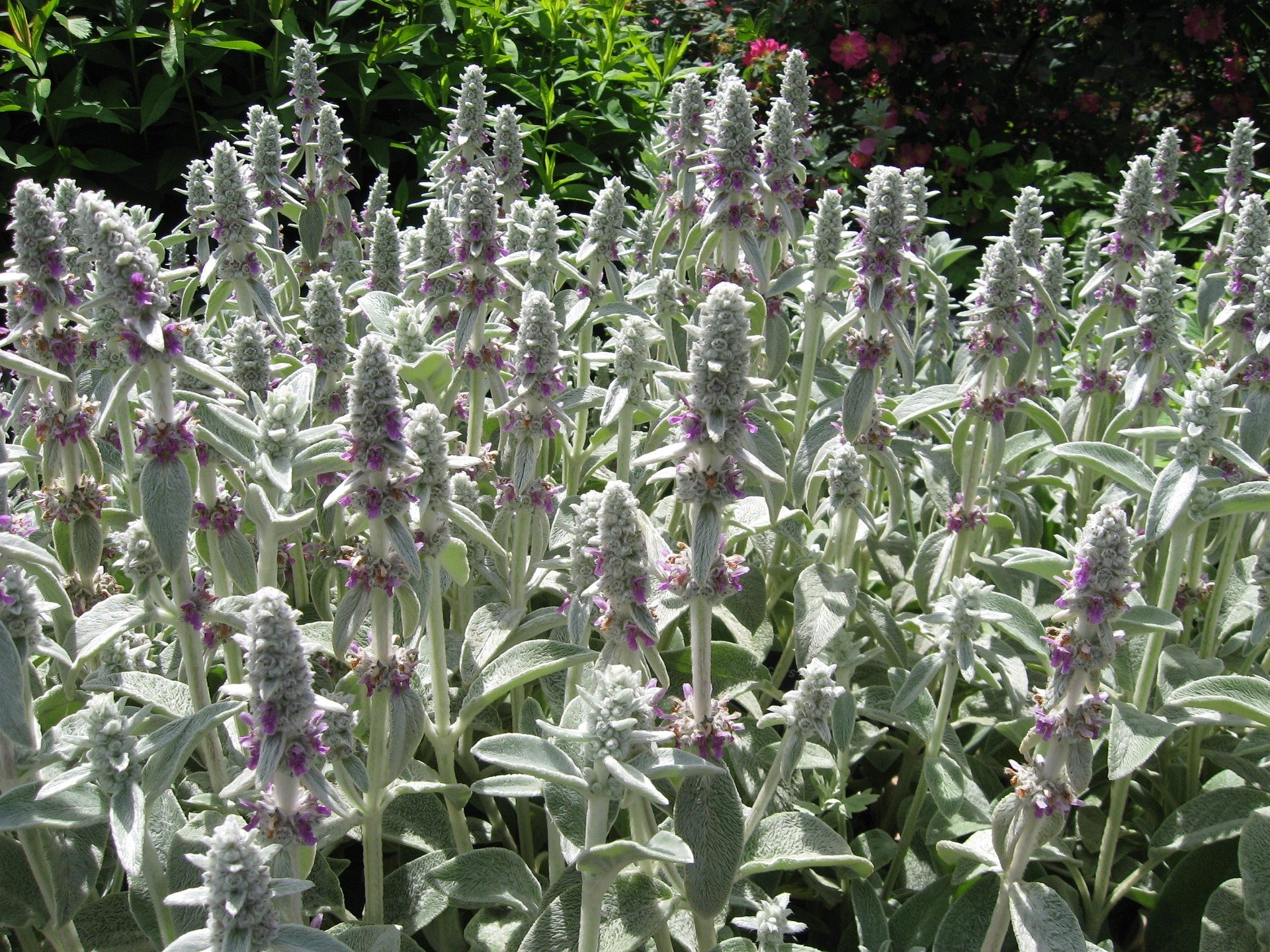 lambs-ear-gc305adf84_1920 lambs-ear-gc305adf84_1920